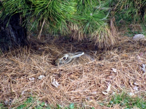 bunny nest